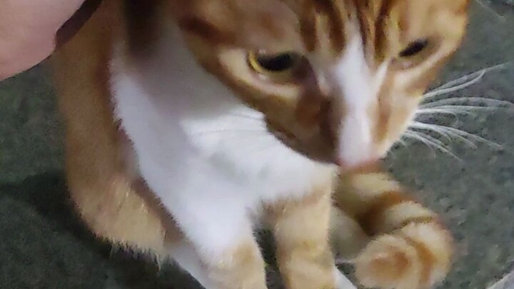 Nó thật thô lỗ!