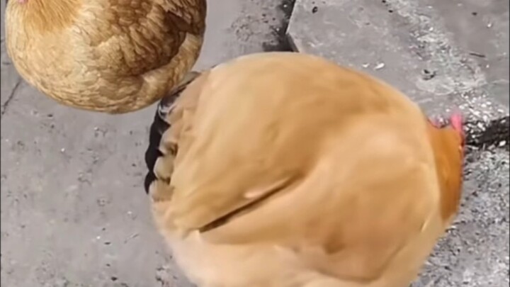 Bagaimana kalau yang terlihat seperti bola basket itu kamu?