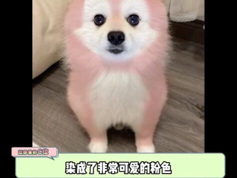 Super-cute dog's everyday life at home—does your dog act like this too?