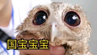 【เหลาเฟิงหยาง】นี่คือลูกน้อยของชาติ...ไม่ได้พกแผนที่นำทาง
