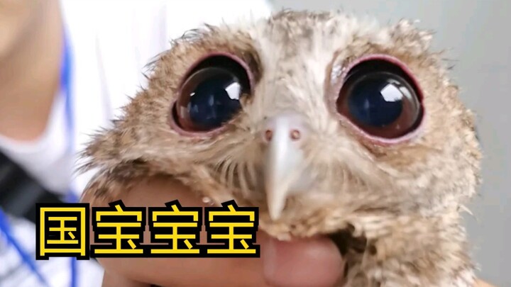 [Old Crazy Yang] This is a national treasure baby... without navigation