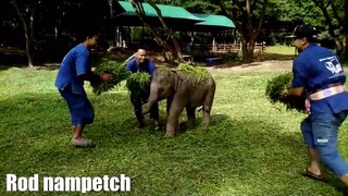 🎬รวมคลิปตลกๆฮ่าๆน่ารักช้างน้อย🐘😂🤣