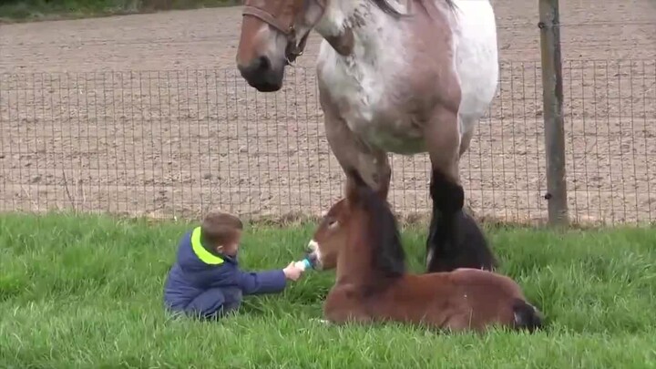 Cậu bé nhỏ cho chú ngựa con bú sữa, rồi hành động của mẹ ngựa thật khiến người ta không thể ngờ tới!