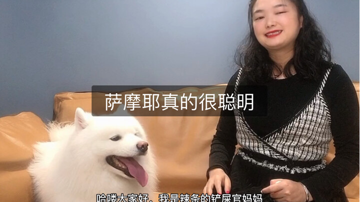 Ai bảo chó Samoyed智商 thấp chứ?