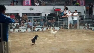 Magtito Gamefarm White Kelso Throwback 2Hits at Gentri - Win -Champ