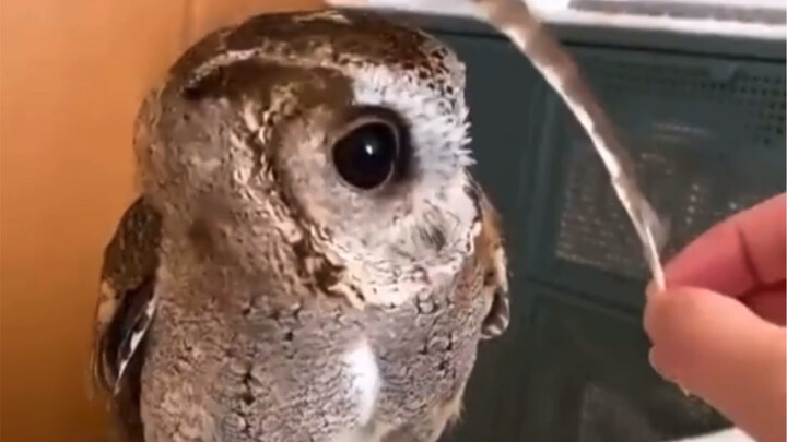 يبدو أنه يعلم كم هو لطيف! بومة صغيرة~