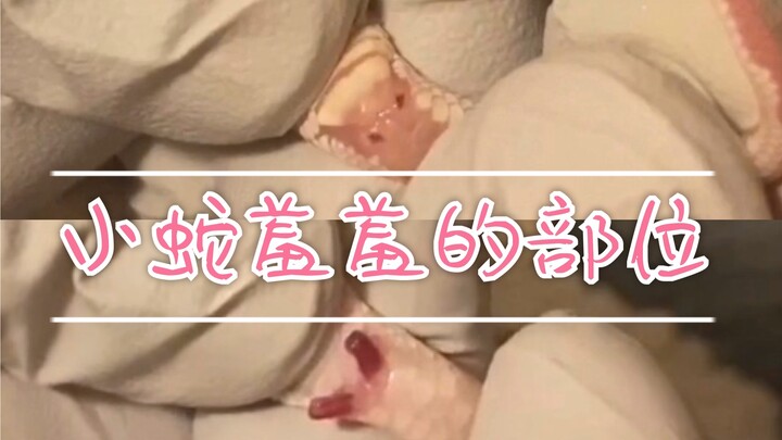 【Giáo dục khoa học】 Có ai từng thấy con rắn nhỏ khụ khụ không?! Hướng dẫn chi tiết từng bước cách lấ