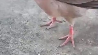 وأخيرا، ما هو هذا النداء الطائر الغبي؟