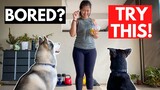How To Keep Your Dog Active At Home