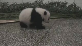 A baby that won't stop yawning.