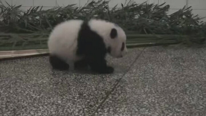 【熊猫宝宝】一只不断打嗝的萌宝宝。