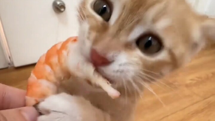 Little Kitty Eats Shrimp for the First Time～