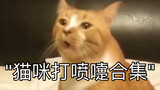 "猫咪打喷嚏合集"