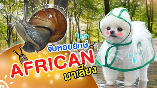 พาน้องฟองต์จับหอยยักษ์มาเลี้ยง หลังฝนตก?! (สมาชิกใหม่ ดึ๊บดึ๋ย ฮาๆ)