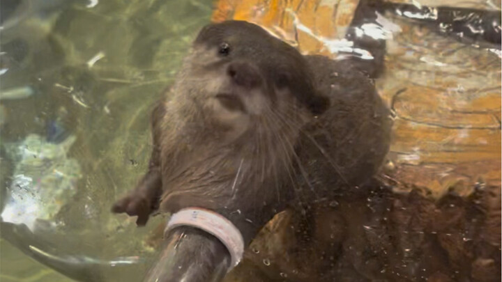 I heard that as long as you have fish, you can attract little otters…