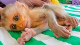 OMG Help!! Tiny Baby Monkey Luxy Looks No Power, Missed Well Feeds From The Former Owner