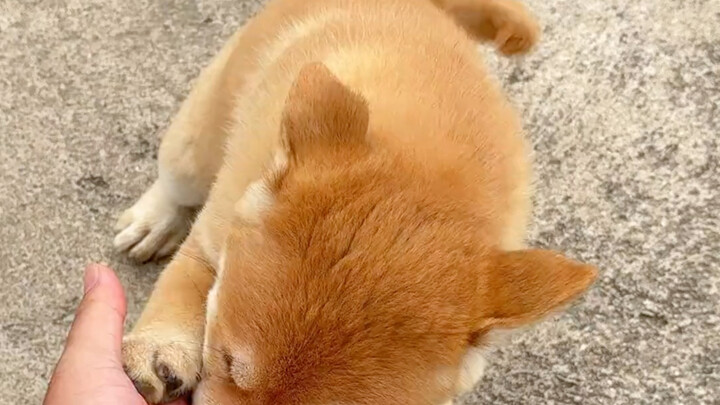 What a great dog! Besides its good looks, its temperament is actually even more important.