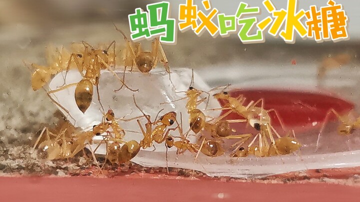 Drop a rock candy into an ant nest… and it boils over in an instant!