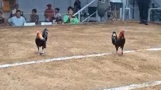 2 hits Champion Vitas (Boss Bambe) 🐓