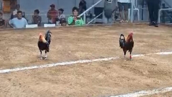 2 hits Champion Vitas (Boss Bambe) 🐓