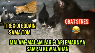 Anak-Anak Kucing Lucu Malam-Malam Ngajakin Olahraga Lari..!