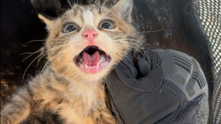 Seluruh kompleks penuh dengan kucing, penculikan tanpa pandang bulu