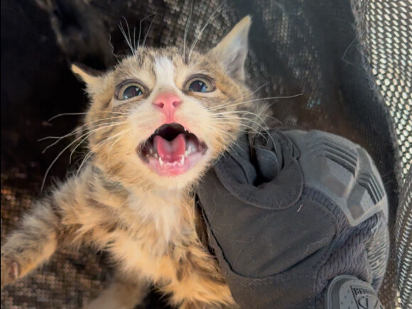 Cả khu phố toàn là mèo, bắt cóc không phân biệt đối tượng