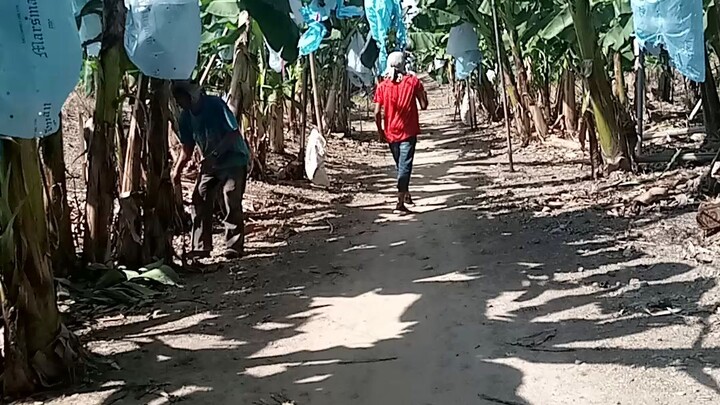 harvest tym