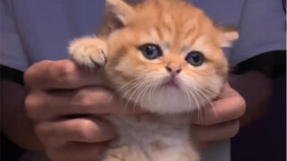 لا تنظر إلى أنني ظريف، في الحقيقة داخلي مليء بالشر (من الأفضل أن نسمي هذه الأغنية الرئيسية لكأس العا