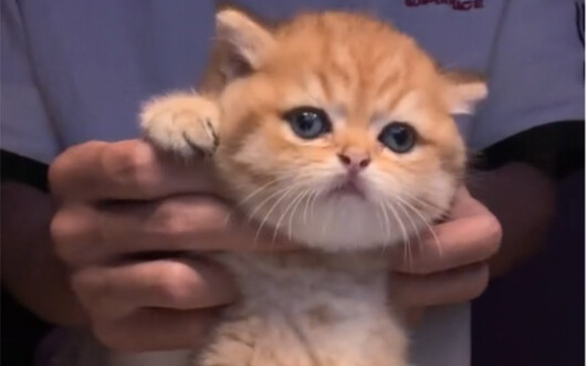 Don't be fooled by my cuteness—there's nothing but mischief in my belly! (Maybe this World Cup theme