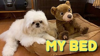 Shih Tzu Reacts To His Bear Friend Who Wants to Sleep In His Bed (Cute Funny Dog Video)