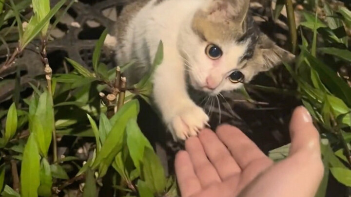 It’s getting cold—hold the kitten’s paw tight.