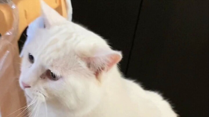 Sau Tiểu Mi, đến lượt Đại Mi cũng bắt đầu “khoác vai” chiếc ghế của mình?