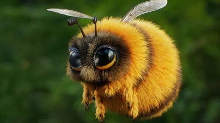 Fat bumblebees of the northern hemisphere.