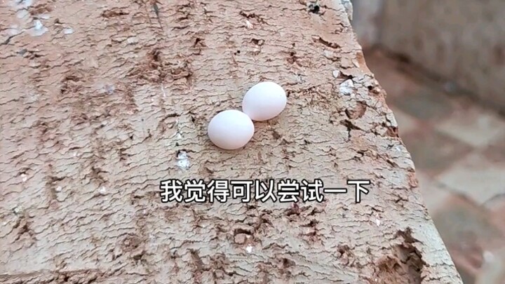 ไข่จิ้งจกที่พบในร่องระหว่างอิฐ สนุกมากเลย
