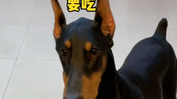 Làm thế nào để con cún tin rằng món này không ngon đây?