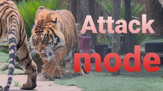 This is how you threaten tigers !