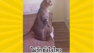 สัตว์เลี้ยงเพื่อนขนปุย : ไม่รักยังไงไหว
