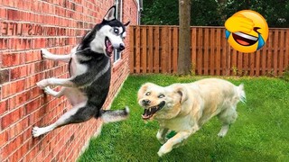 Best Funniest Animals Videos 😅 - Funny Dogs And Cats Videos 2023😇 #7