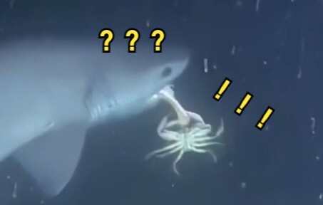 “Những Loài Động Vật Kỳ Quái Ở Đâu?” 128