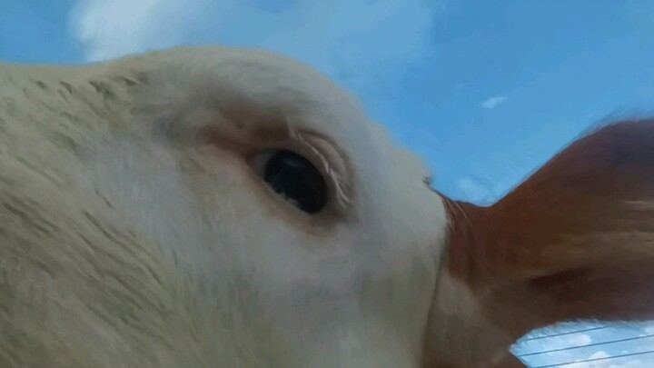 If there were no size restrictions, cows would actually make perfect pets—they’re just too cute!