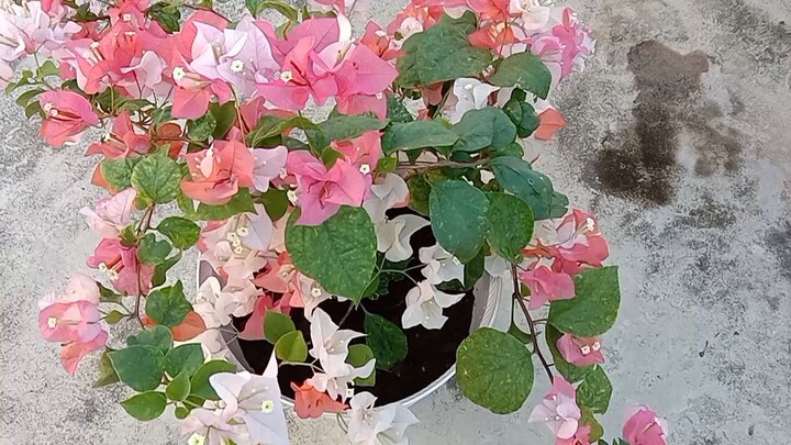 Maharani Bougainvillea