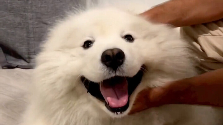 มันคือลูกหมาแห่งโชคดีที่ถูกใจตั้งแต่แรกเห็น