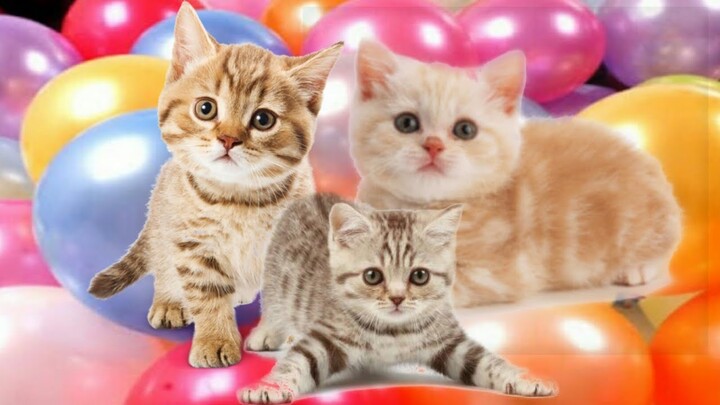 Lagu anak terpopuler Si meong kucing lucu  - kittens meowing | Funny cat | kucing mengeong