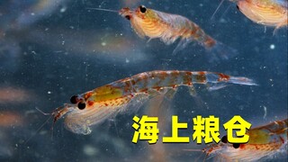 Krill Antartika, "lumbung laut", dimakan 300 juta ton per tahun. Mengapa mereka belum punah?