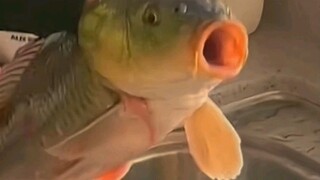 For the first time, I saw shock reflected in a fish's eyes.