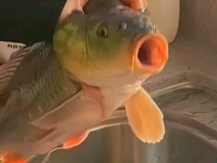 ครั้งแรกที่เห็นความตกใจในดวงตาของปลา