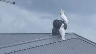 果然e鸟身边都有一只i鸟