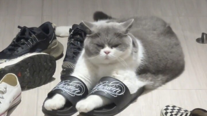 Having Cat Disease