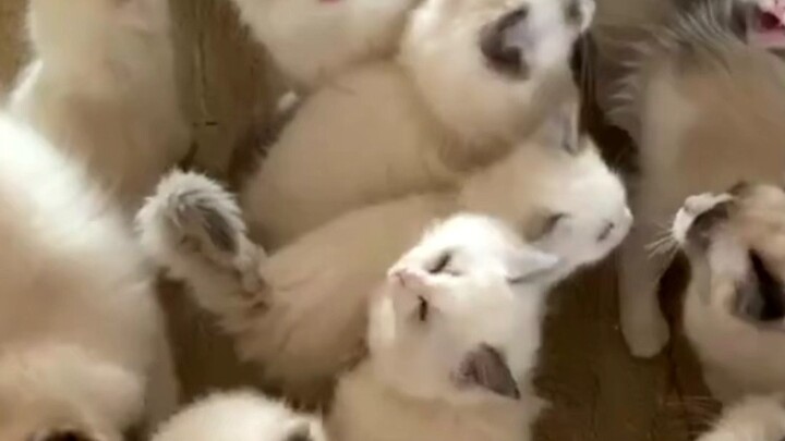 For a cat, having a human touch its nose with theirs is like being forcibly kissed.